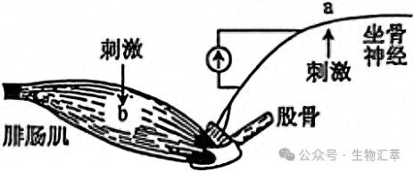 2025年安徽省普通高中学业水平选择性考试生物学试题及注意事项